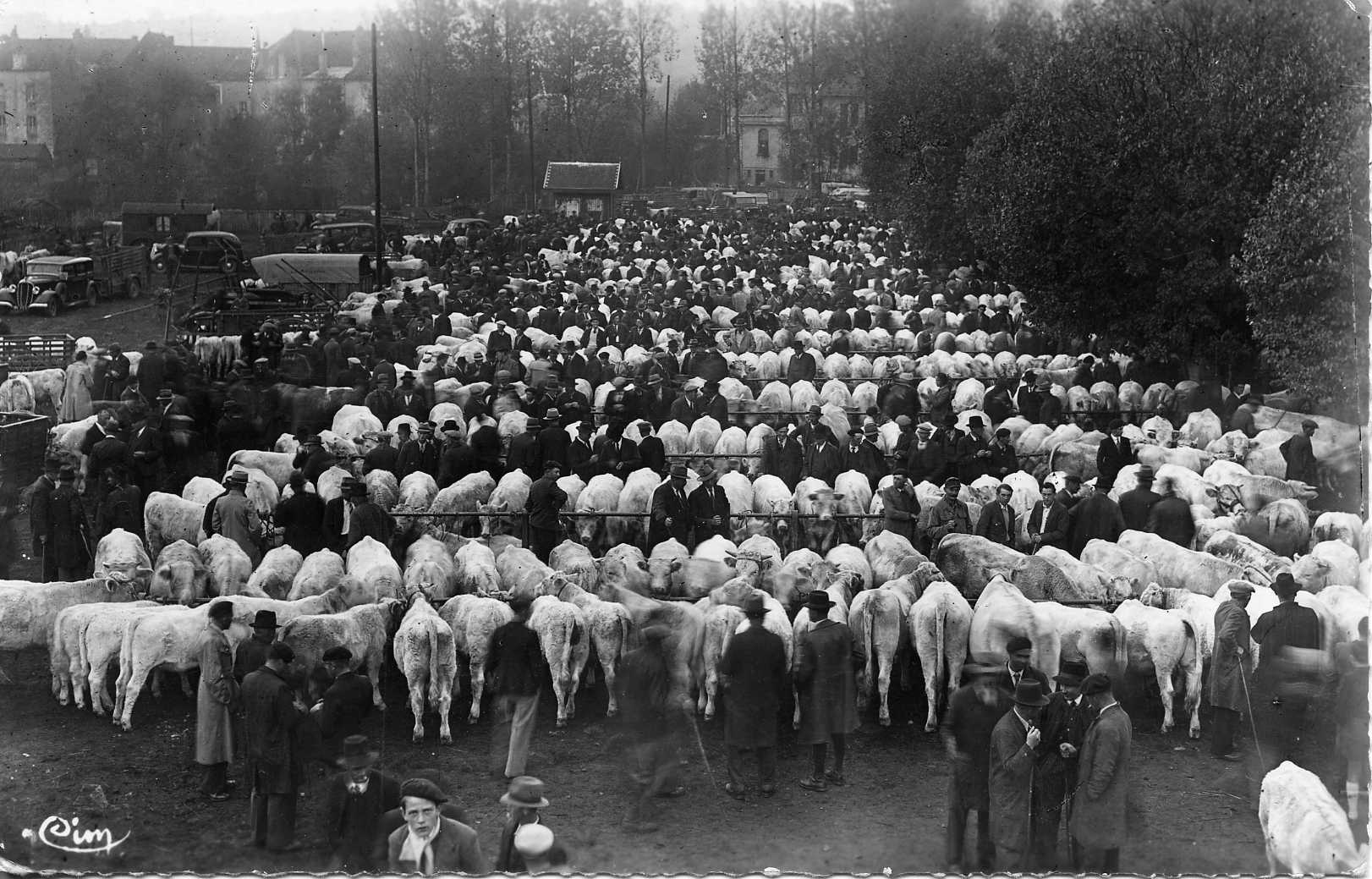 Charolles - la foire aux veaux en 1955